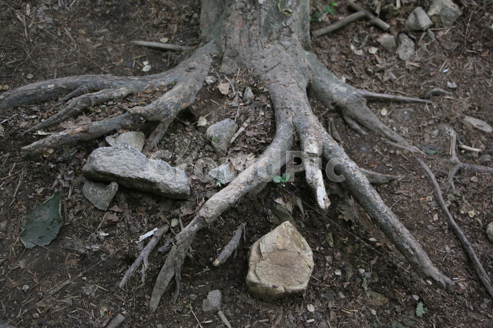 나무줄기,나무,자연,나무뿌리,뿌리,root,plant,식물,산,산속,갈색,흙,바위,돌,식물,자연,plants,nature,나무,trees,wood