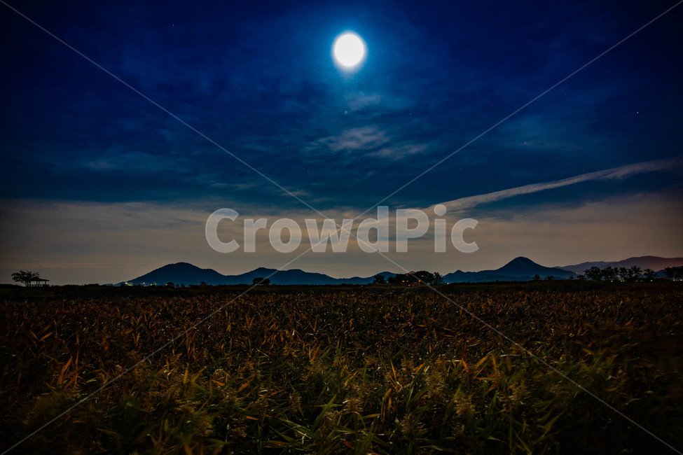 순천만습지,새벽,가을,구름,갈대숲,자연,풍경,nature,landscape,outdoors,옥외