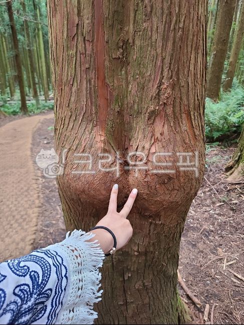 옹이, 엉덩이모양, 나무, tree, treetrunk, 사진,이미지,일러스트,캘리그라피 - parkha0327작가