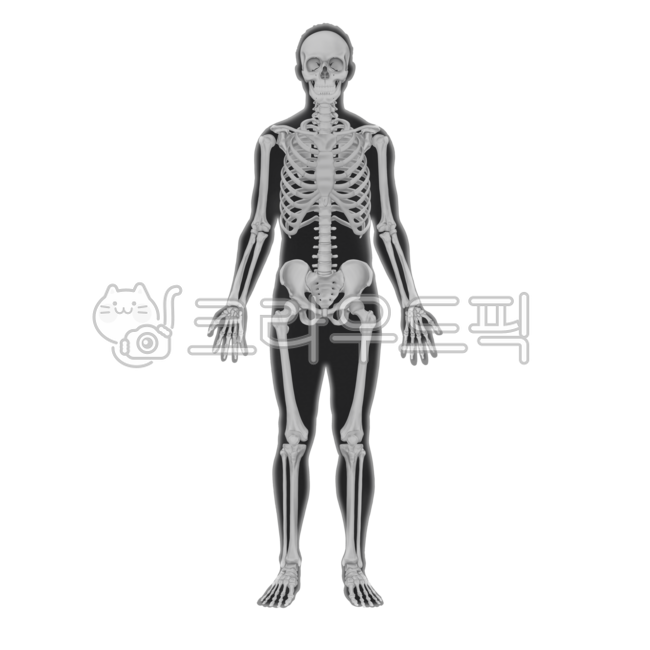 해골,골격,엑스레이,의학,메디컬,방사선,병원,해부학