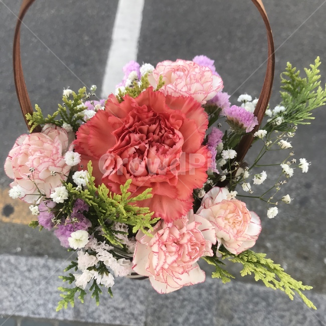 plant,식물,flower,꽃,blossom,flowerbouquet,꽃부케,식물,자연,plants,nature,꽃,flower