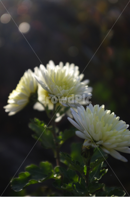 식물,plant,꽃,flower,국화,소국,식물,자연,plants,nature,꽃,flower