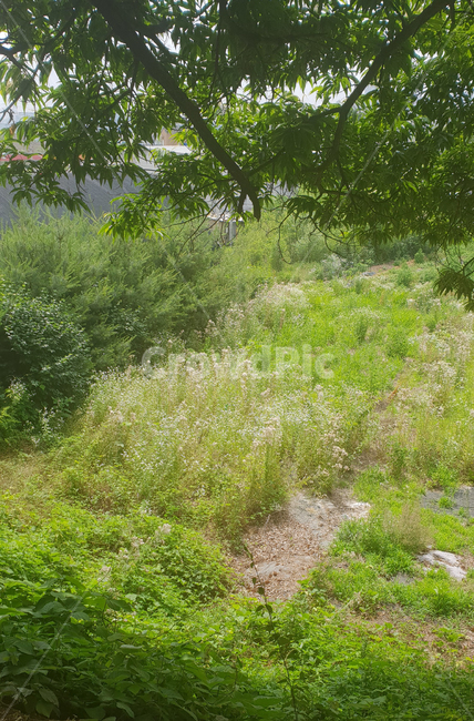 풀,잡초,나무,그늘,푸른,눈부신,깨끗한,road,도로,dirtroad,흙길,바닥,ground,자갈