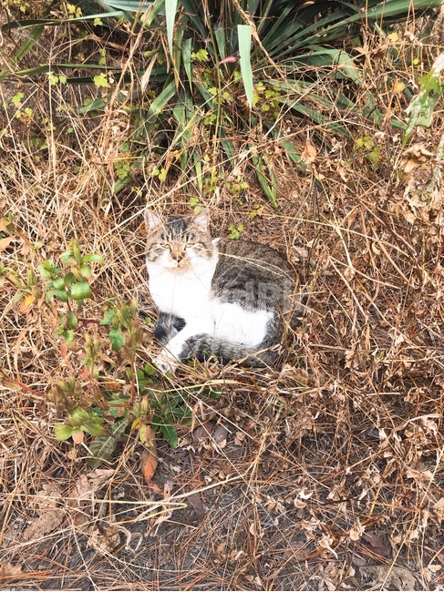 길냥이,길냥,고양이,ground,바닥,길고양이