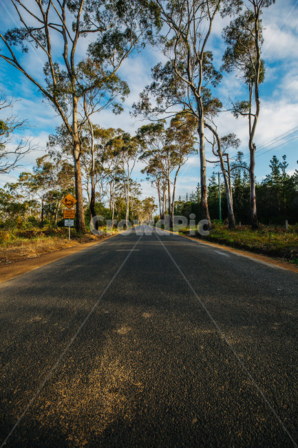 호주,타즈매니아,australia,tasmania,푸른하늘,sky,길,차길,도로,인도,road,carroad,낮은구름,나무,나무길,차도,tree,자연,풍경,nature,landscape,asphalt,아스팔트