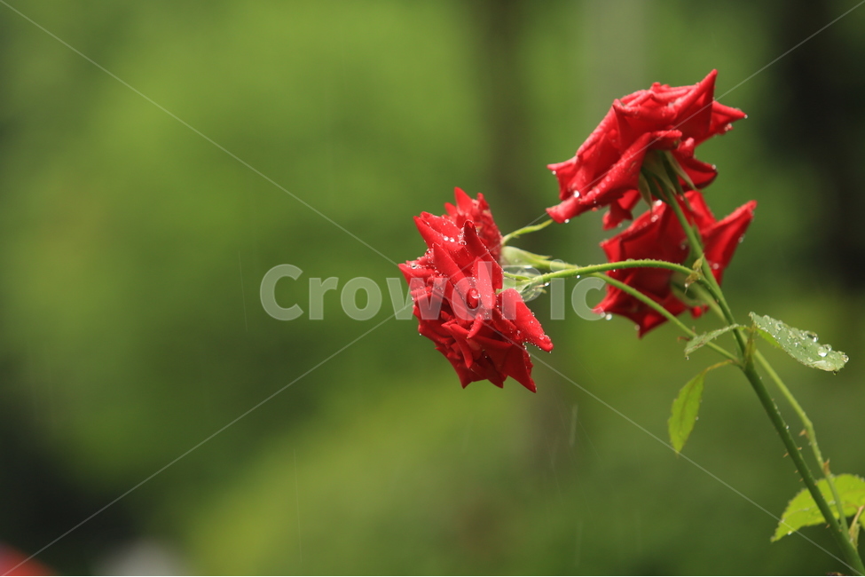 비,소경,풍경,비오는날,비오는소경,rain,식물,자연,plants,nature,꽃,flower,비,비오는날,rain,rainy