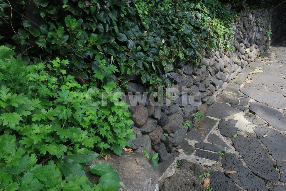 돌담길,골목,길,시골,제주도,덩쿨,돌,풀,산책길,산책,돌담,시골길,담벼락,햇빛,담쟁이덩굴,힐링,녹색,식물,자연,환경,초록색,빛,빛줄기,잎,나뭇잎,식물,자연,plants,nature