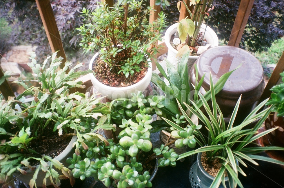 화분,식물,비온후,상쾌함,초록,그린,화분사진,화분기르기,plant,green,비갠후,식물,자연,plants,nature