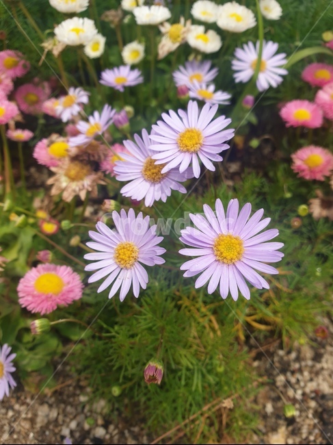 plant,식물,daisies,데이지,blossom,꽃,flower,daisy,식물,자연,plants,nature,꽃,flower