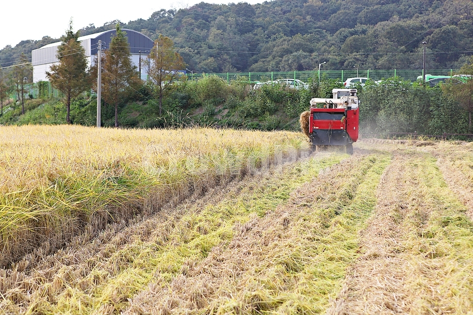 콘바인,농기계,벼타작,추수,수확,결실,벼,쌀,곡식,자연,풍경,식물,음식,식재료,짚,농업,농사,농촌,곡류,곡식,cereals,농업,농사,agriculture,farming,farming industry