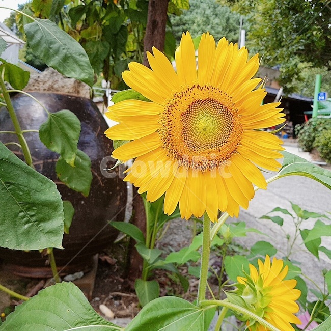 해바라기,태양,꽃,노랑색,자연