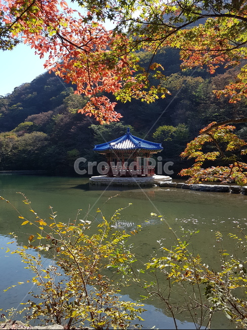 정자,가을,나무,단풍,호수,가을나무
