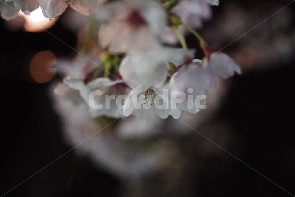 벚꽃,꽃,봄꽃,봄배경화면,봄바탕화면,사쿠라,식물,배경화면,바탕화면,계절,꽃배경화면,꽃바탕화면,꽃잎,꽃송이,벚꽃엔딩,봄,계절,spring,season,식물,자연,plants,nature,꽃,flower,plant,blossom