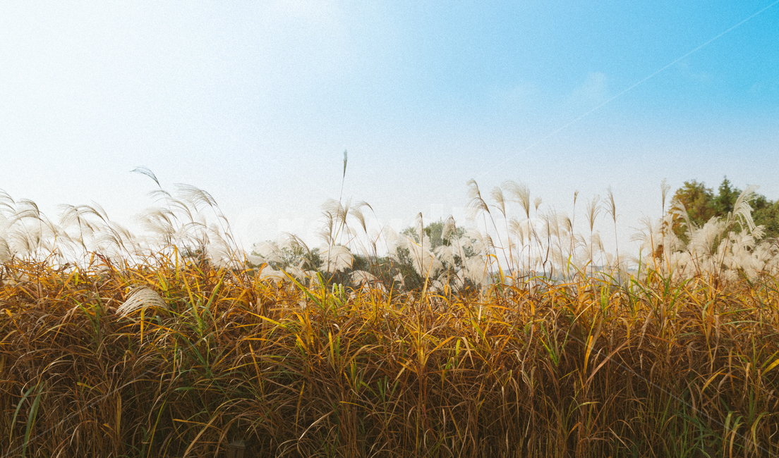 가을,감성,푸른하늘,분위기,갈대,가을,계절,fall,autumn,season,자연,풍경,nature,landscape,plant,식물,grass,잔디,lawn,reed