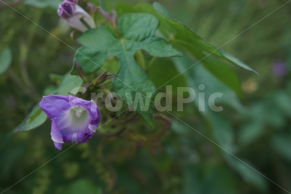꽃,가을,하늘공원,포커스,보라색,식물,자연,plants,nature,꽃,flower