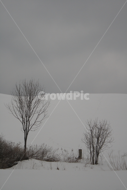 겨울,나무,눈,바람,회색,겨울,계절,winter,season,자연,풍경,nature,landscape,outdoors,옥외,weather,날씨