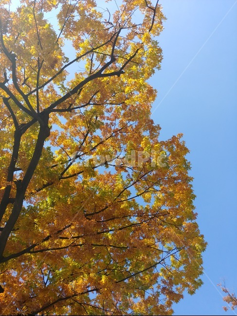 단풍,가을,나무,하늘,풍경,가을,계절,fall,autumn,season,tree,plant,식물,tree trunk,나무 줄기