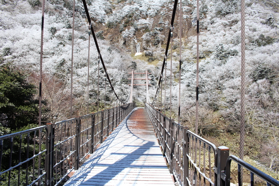 눈꽃,다리,제주,한라산,눈,나무,겨울,계절,snow,겨울,계절,winter,season