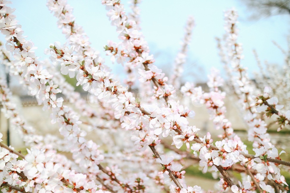 자연,봄꽃,봄,꽃,꽃나무,힐링,풍경,색감,감성,계절,봄,계절,spring,season,식물,자연,plants,nature,꽃,flower,감성,sensible,feeling,plant,blossom