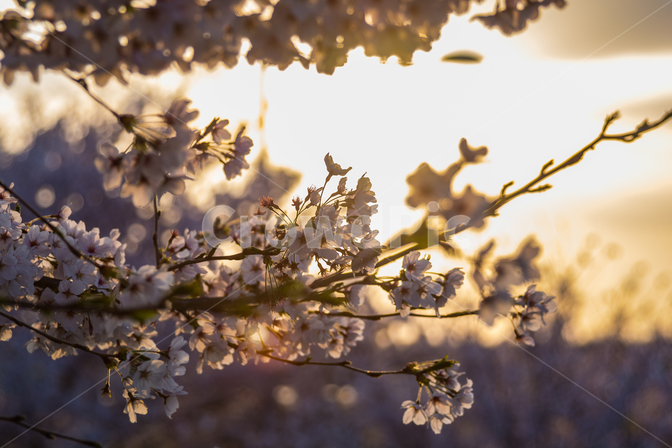 	봄,벚꽃,cherryblossom,꽃,자연,역광,풍경,하늘,나무,감성,봄,계절,spring,season,식물,자연,plants,nature,꽃,flower,plant,blossom