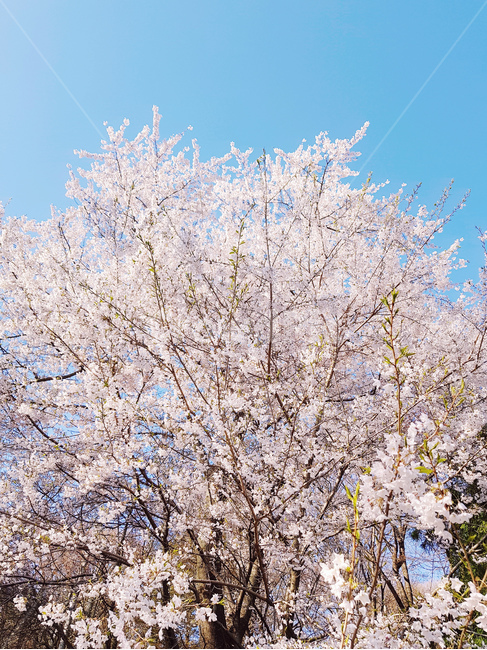꽃,스프링,봄날,벚꽃,절,봄,한국적,푸른,봄,계절,spring,season,식물,자연,plants,nature,나무,trees,wood,plant