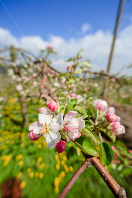 사과꽃,하늘,꽃,과일꽃,정원,식물,자연,plants,nature,꽃,flower