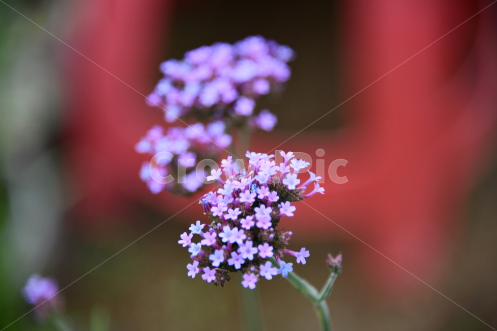 꽃,자연,식물,야생화,nature,flower,감성,feeling,배경,백그라운드