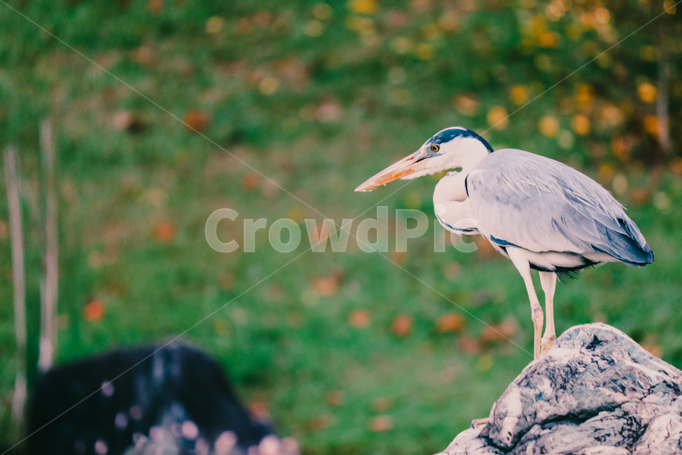 왜가리,새,연못,야생,동물,야생동물,동물,animal,조류,새,birds