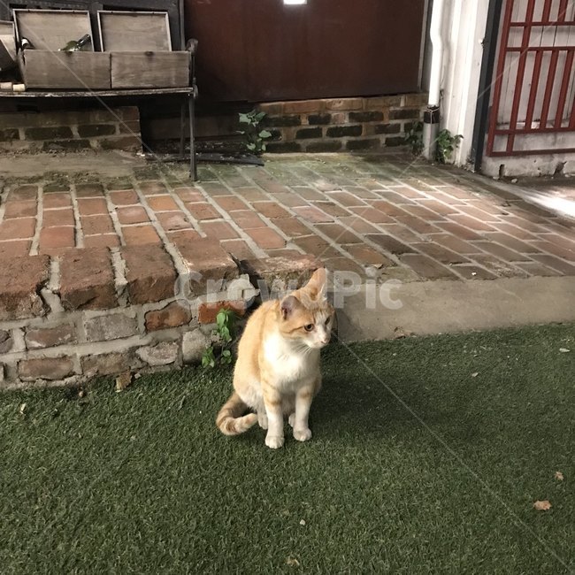 고양이,cat,귀여움,야외,테라스,동물,animal,포유류,mammal,고양이,cat,kitten,kitty