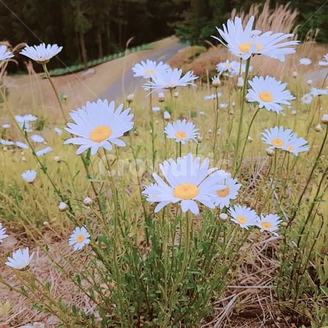 구절초,꽃,가을꽃,야생꽃,들꽃,자연