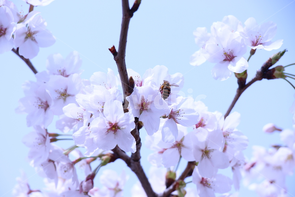벚꽃,봄,자연,꿀벌,하늘,경치,꽃봉오리,벚꽃나무,햇살,나무,나뭇가지,cherryblossom,spring,nature,honeybee,sky,landscape,bud,cherryblossomstree,daylight,tree,twig