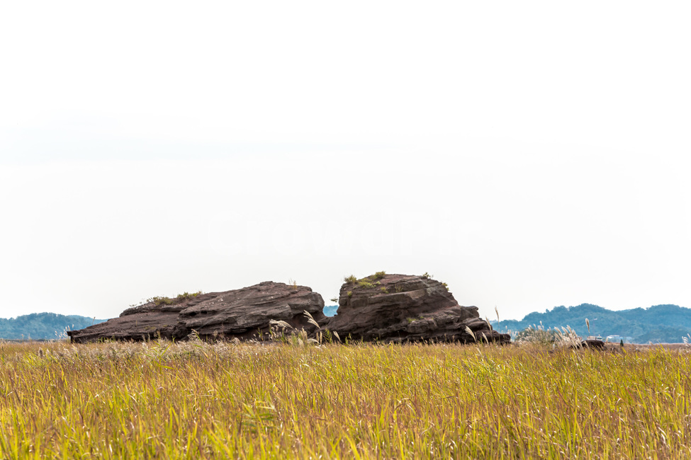 우움도,갈대,습지,휴식,풍경,감성,자연,풍경,nature,landscape,한국자연풍경,한국자연경관,korea nature landscape,outdoors,옥외,field,들,grassland,목초지,rural,농촌,farm,농장,meadow