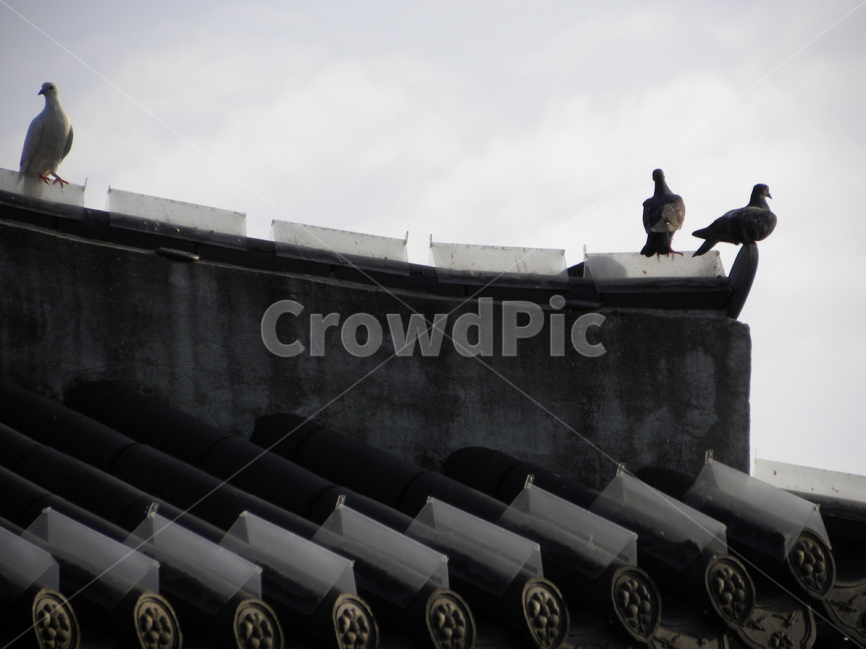 비둘기,새,처마,정자,누각,팔각정,dove,bird,eaves,pavilion,palace,한국전통,한국문화,korean traditional,korean culture,동물,animal,조류,새,birds