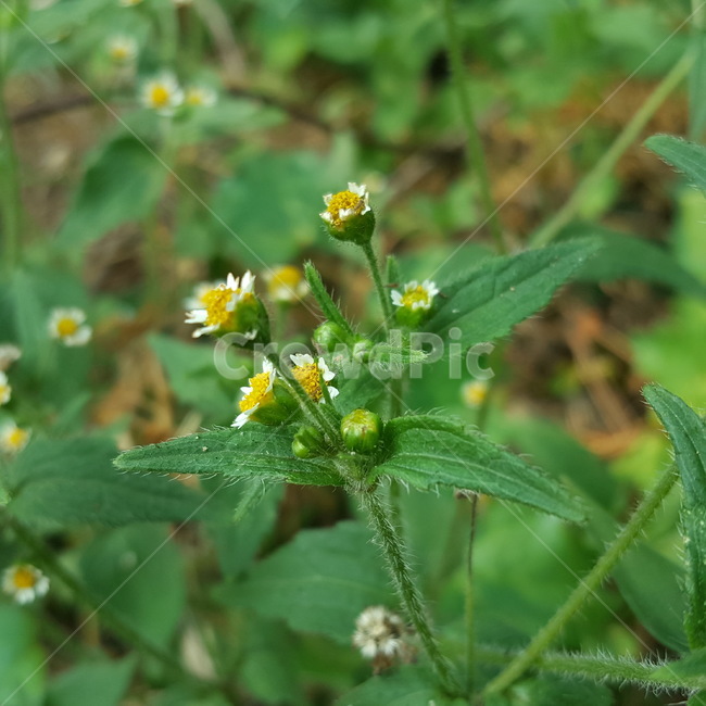 꽃,자연,풀,싱그러움,flower,nature,식물,자연,plants,nature,꽃,flower
