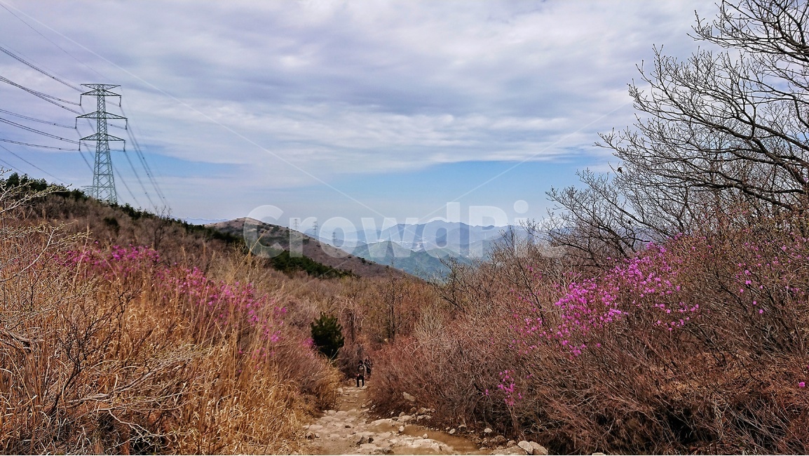 봄,산행,꽃,봄꽃,진달래,철쭉,연산홍,금정산,금정산성,자연,야생화,들꽃,등산,안구정화,봄,계절,spring,season,자연,풍경,nature,landscape,한국자연풍경,한국자연경관,korea nature landscape,plant,식물