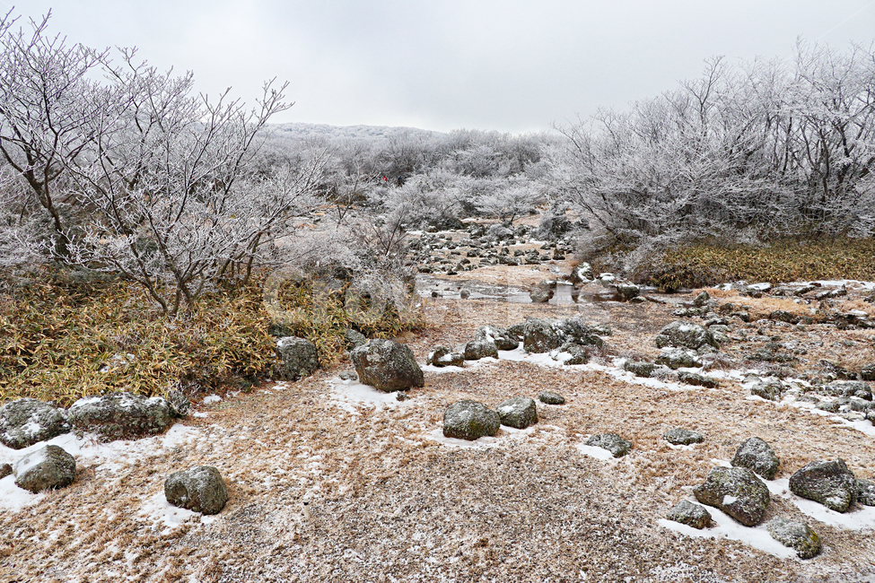 제주도,한라산,1100고지,한라산1100고지,설경,눈꽃,눈,snow,자연,nature,옥외,outdoors