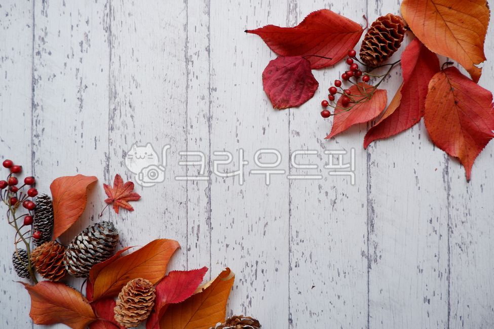 Fruit,tree,next to the fall,leaf,leaves,pine cone,season,wood,autumn,decoration,colorful