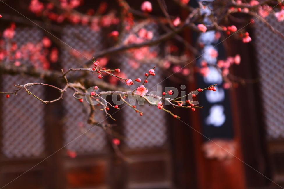 통도사,매화,빨강,절,꽃,봄꽃,봄,계절,spring,season,식물,자연,plants,nature,꽃,flower,plant