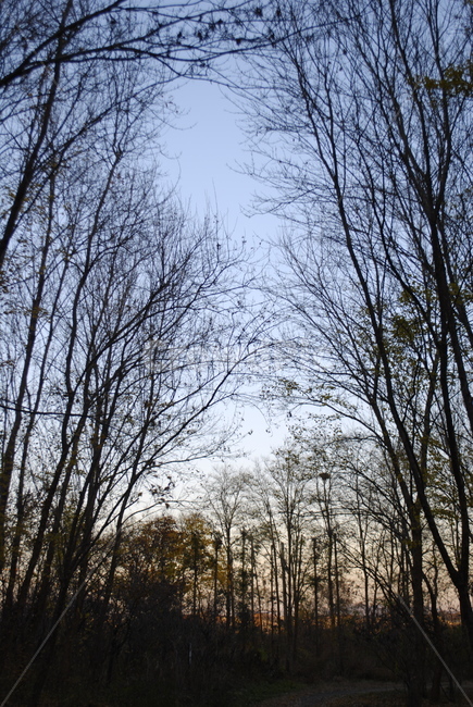 나무,산길,하늘,산책길,산속,노을,산책,hiking