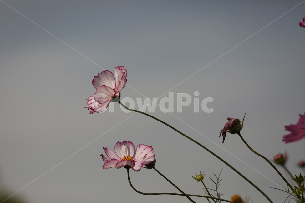 코스모스,하늘,자연,연분홍,사랑,식물,자연,plants,nature,꽃,flower