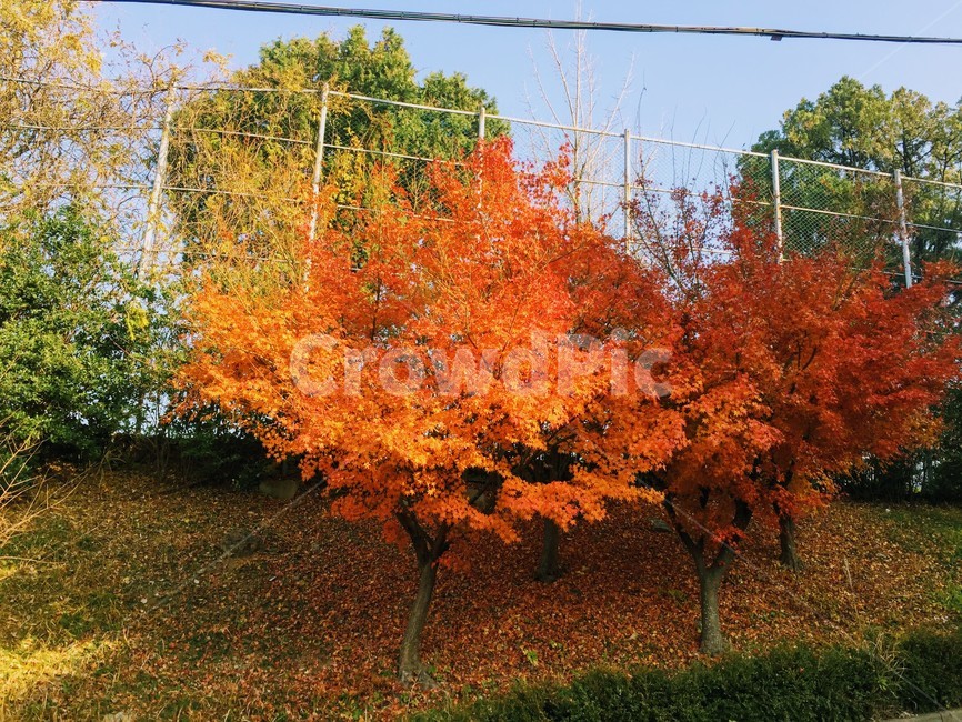 단풍나무,가을나무,가을정취,고운가을빛,알록달록,가을,계절,fall,autumn,season,plant,식물,leaf,잎,tree,나무,maple,단풍