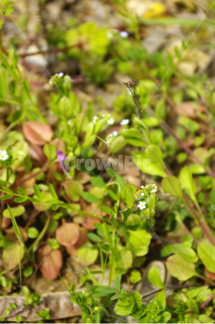 봄꽃,꽃,식물,flower,plant,식물,자연,plants,nature,꽃,flower