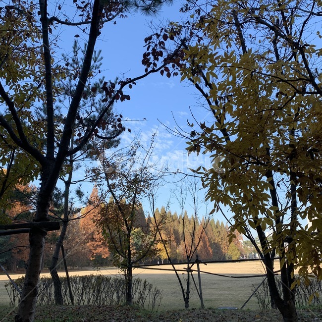 틈새,나무사이,단풍,길,숲,잔디,초원,정원,plant,식물,tree,나무,treetrunk,나무줄기