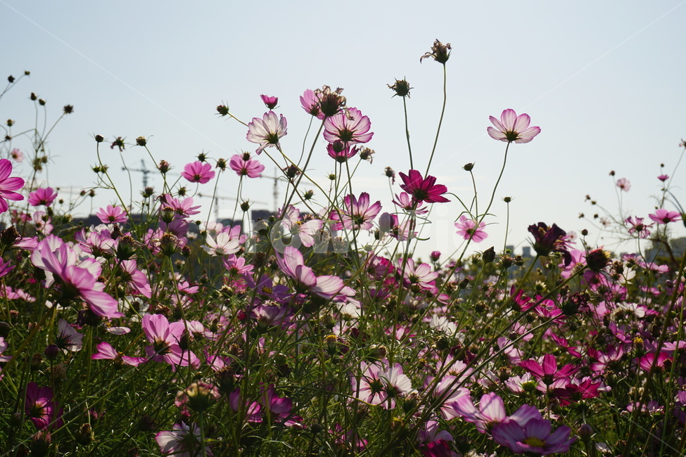 plant,blossom,꽃,코스모스,가을,flower,나들이,가을,계절,fall,autumn,season,식물,자연,plants,nature,꽃,flower,geranium,제라늄