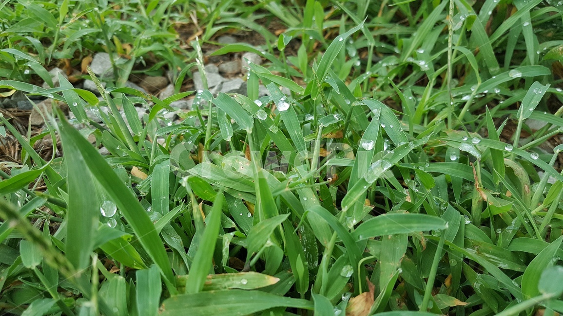 잡초,풀,빗방울,초록,싱그러움,푸르다,식물,자연,plants,nature,비,비오는날,rain,rainy