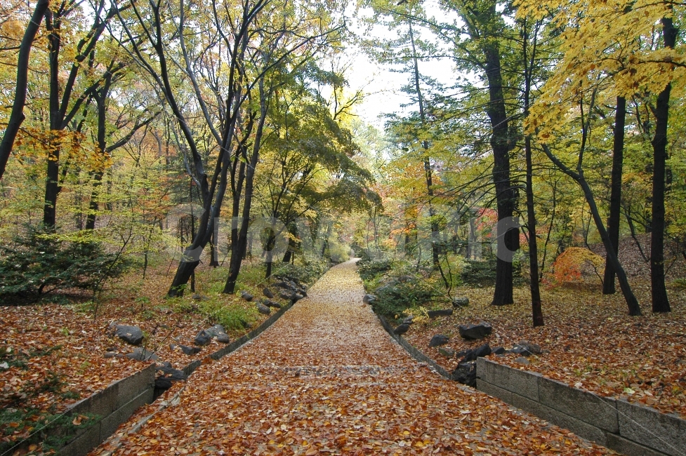 	가을,낙엽,단풍,길,숲,나무,자연,오솔길,산책로,숲길,단풍길,산책,산,풍경,가을풍경,가을이미지,가을배경,배경,백그라운드,배경이미지,낙엽길,자연,풍경,nature,landscape,가을,계절,fall,autumn,season,tree,plant,식물,ground,바닥