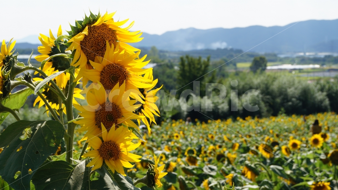해바라기,해바라기축제,가을,꽃,식물,여름,계절,summer,season,식물,자연,plants,nature,꽃,flower,plant,blossom
