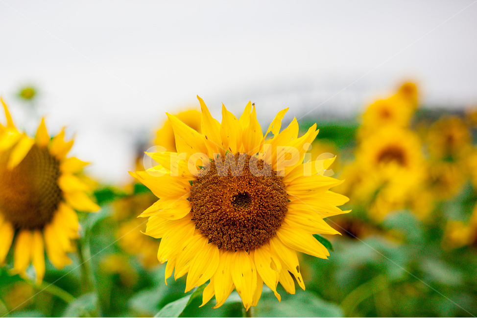 plant,식물,blossom,꽃,flower,sunflower,가을,해바라기,자연,식물,자연,plants,nature,꽃,flower