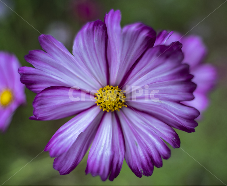 꽃,식물,코스모스,정원,가을,봄,flower,flowers,garden,plant,고화질,가을,계절,fall,autumn,season,식물,자연,plants,nature,꽃,flower