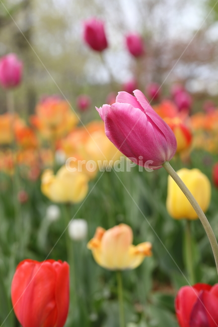 꽃,튤립,꽃밭,봄,계절,색깔,공원,자연,flowers,tulips,spring,season,park,colors,colorful,field,nature,봄,계절,spring,season,식물,자연,plants,nature,꽃,flower,plant